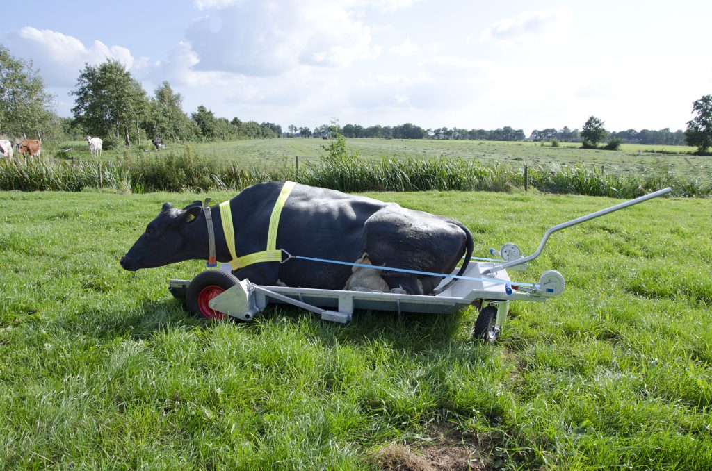 De Cowmobile met een koe die net uit de stal is.